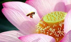 Đừng chủ quan với dị ứng mắt